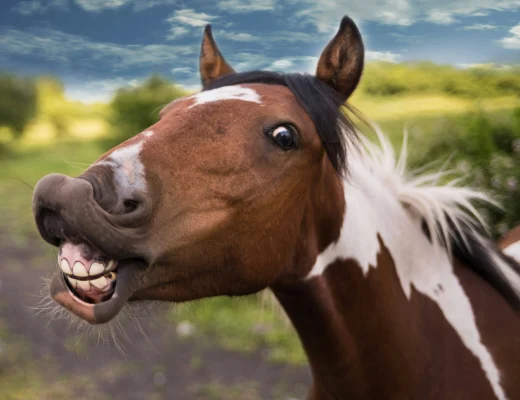 Humorvolles Pferd mit auffälligem Gesichtsausdruck als Sinnbild für Humor
